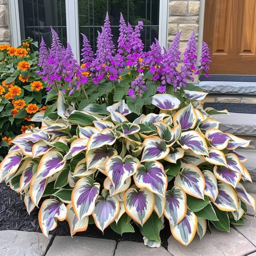 🎁2025 Special Offer🍃Rare Hosta Seeds🌿Lavender