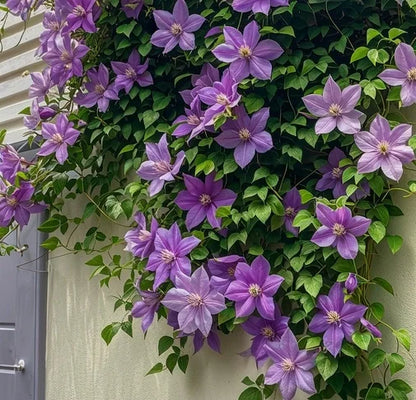 🌷Clematis - Garden’s All-Season Blooming Wonder