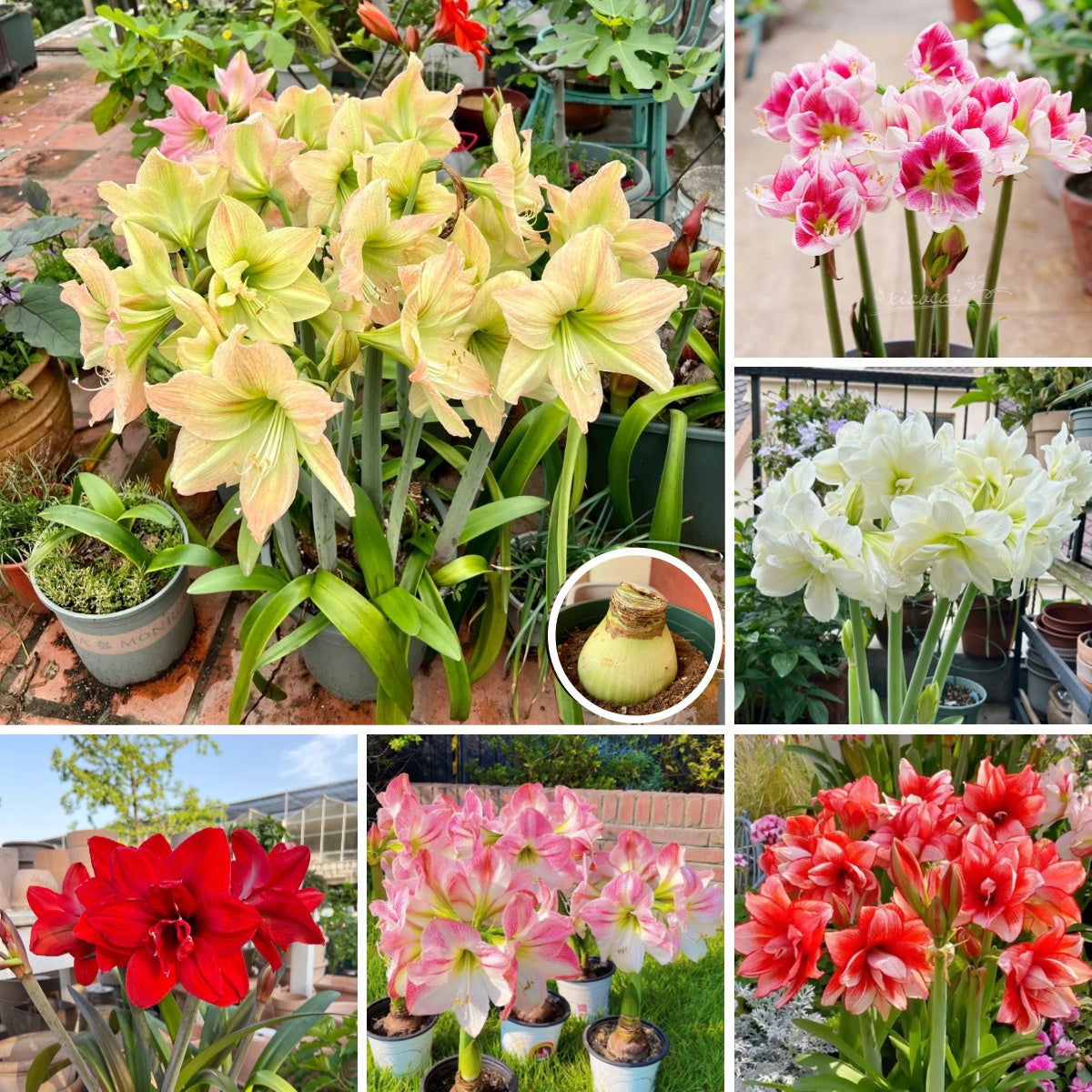 🎉Hot Sale🌷Amaryllis Bulbs