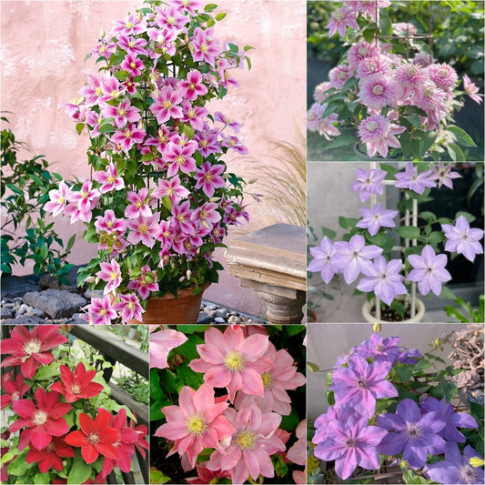 🌷Clematis - Garden’s All-Season Blooming Wonder