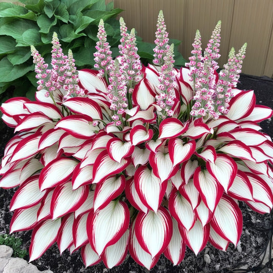 🎁2025 Special Offer🍃Rare Hosta Seeds🌿Patriot