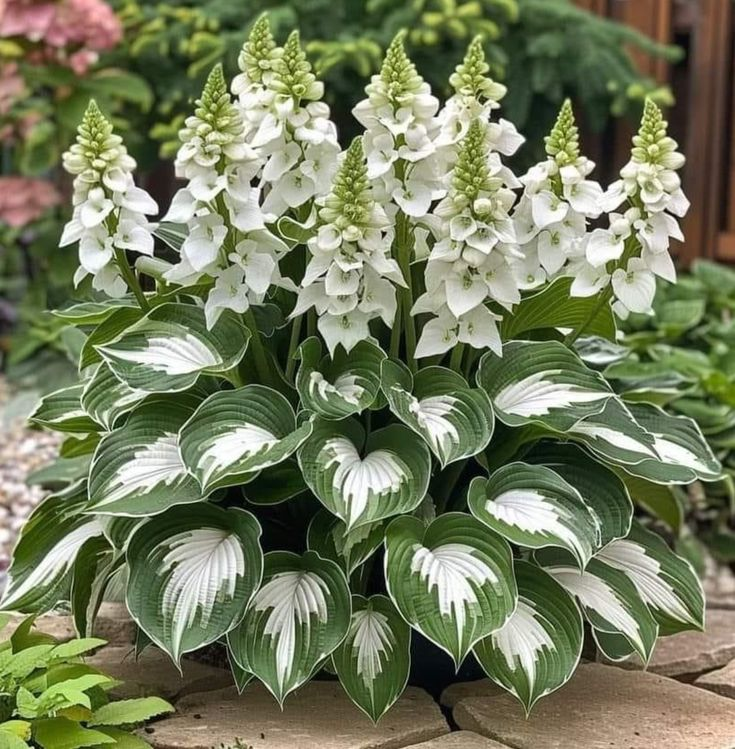 🎁2025 Special Offer🍃Rare Hosta Seeds🌿Green Jungle