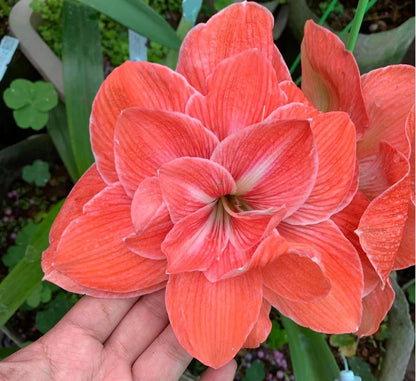 Amaryllis Bulbs