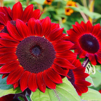 🎉2025 Hot Sale😍Sunflower Seeds🌻