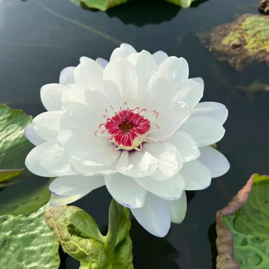 🔥🔥🔥【7 Days Germination】Last Day Sale🌸 - 50% OFF💐The Sacred Bonsai Bowl Lotus Flower Seeds，Brings wealth and happiness