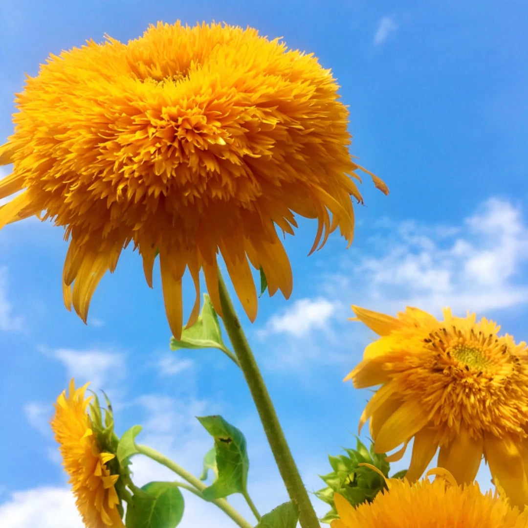 Teddy Bear Sunflower Seeds