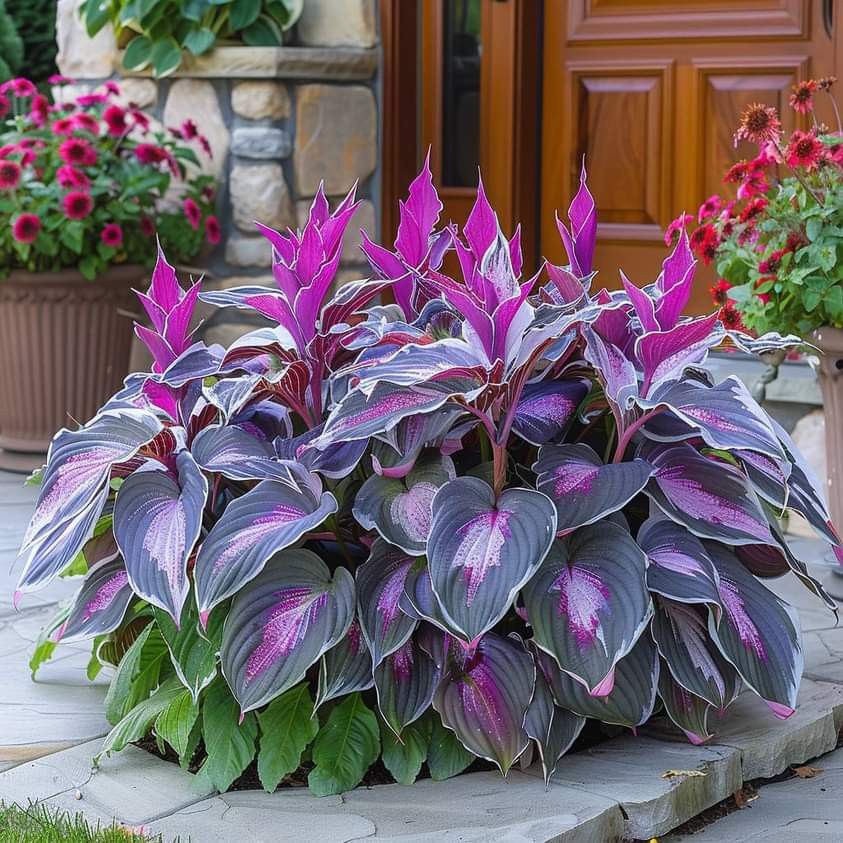 🎁2025 Special Offer🍃Rare Hosta Seeds🌿