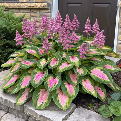 🎁2025 Special Offer🍃Rare Hosta Seeds🌿