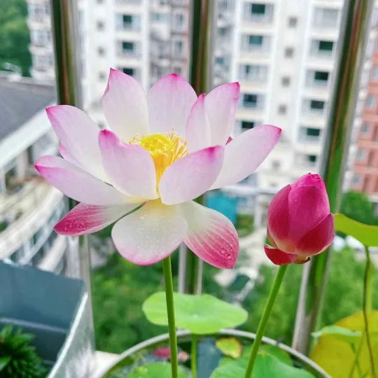 🔥🔥🔥【7 Days Germination】Last Day Sale🌸 - 50% OFF💐The Sacred Bonsai Bowl Lotus Flower Seeds，Brings wealth and happiness