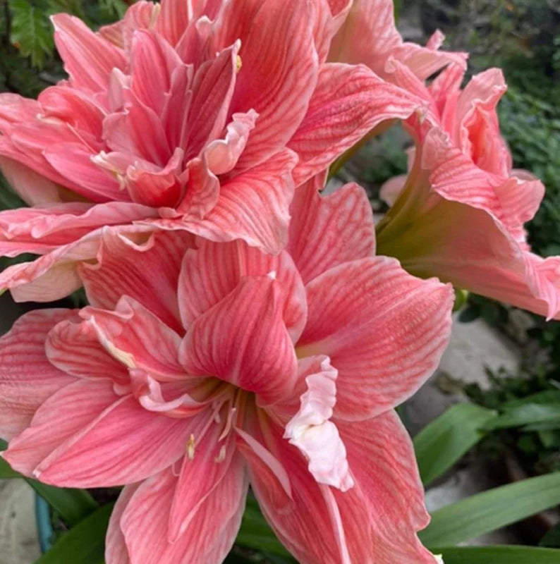 Amaryllis Bulbs