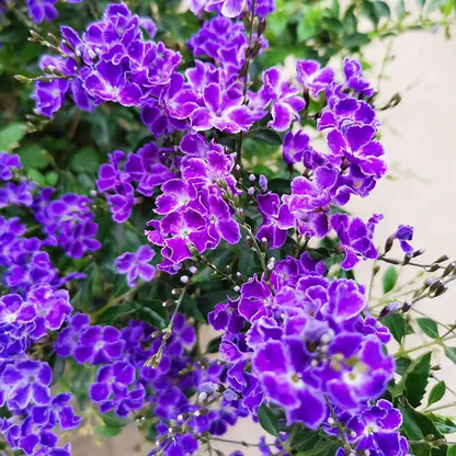 ❄️Blue Plumbago Seeds Indoor Potted Garden Gardening