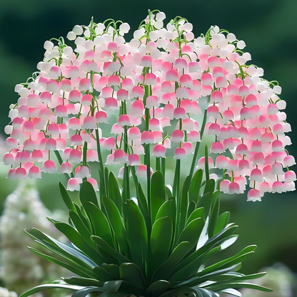 Lily of the Valley💐💑symbol of gratitude and eternal love