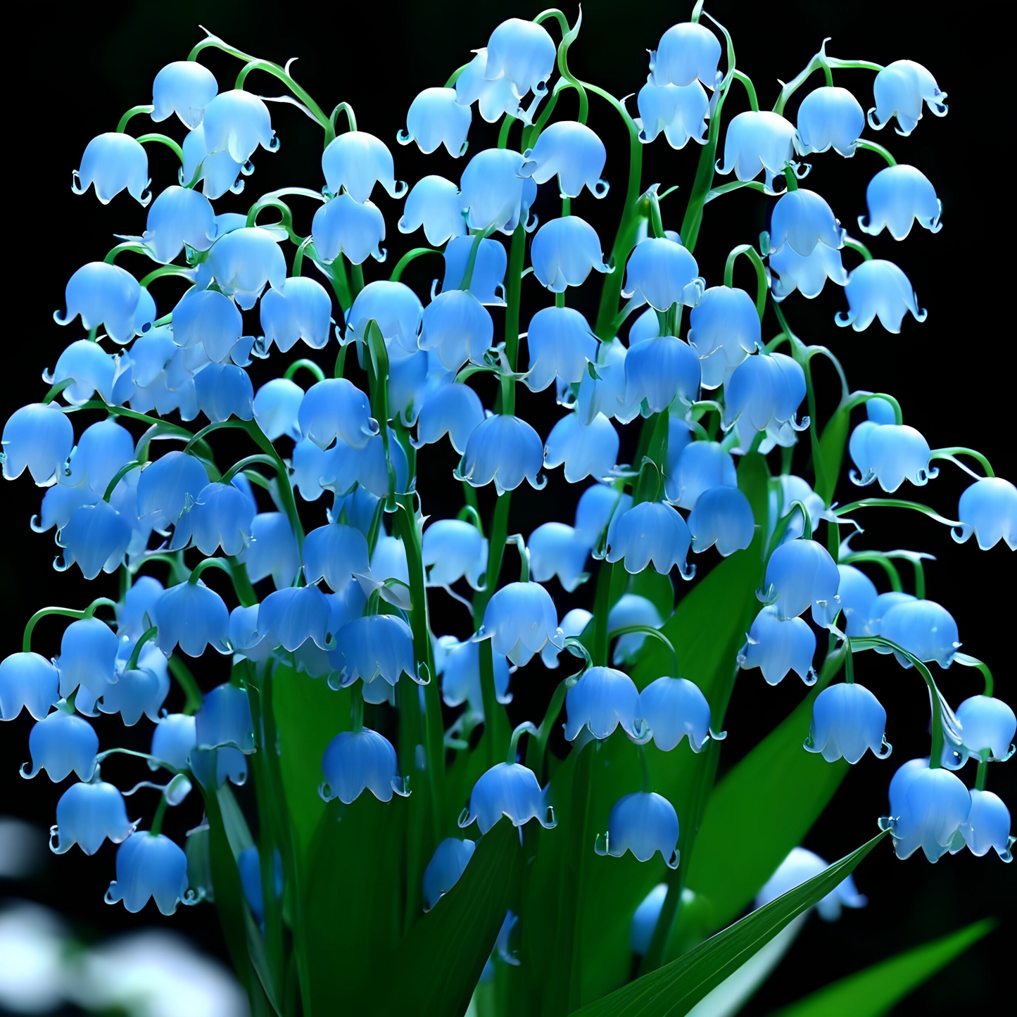 Lily of the Valley💐💑symbol of gratitude and eternal love