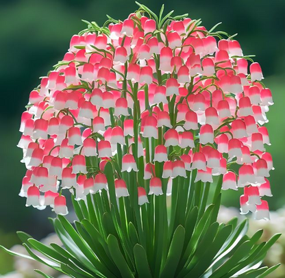 Lily of the Valley💐💑symbol of gratitude and eternal love