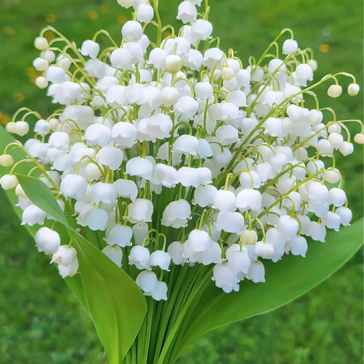 Lily of the Valley💐💑symbol of gratitude and eternal love