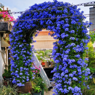 ❄️Blue Plumbago Seeds Indoor Potted Garden Gardening