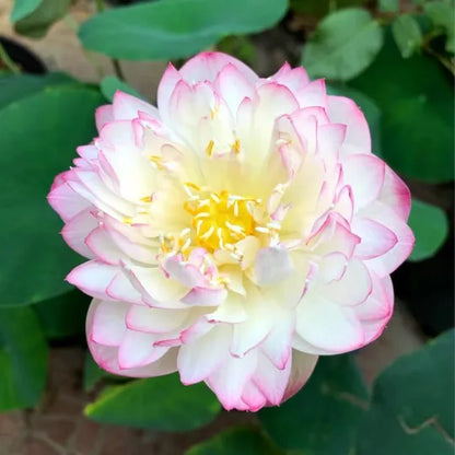 🔥🔥🔥【7 Days Germination】Last Day Sale🌸 - 50% OFF💐The Sacred Bonsai Bowl Lotus Flower Seeds，Brings wealth and happiness