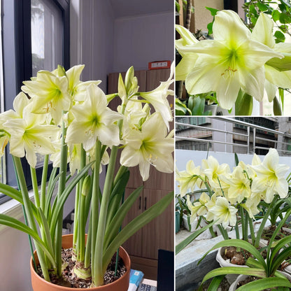 🎉Hot Sale🌷Amaryllis Bulbs