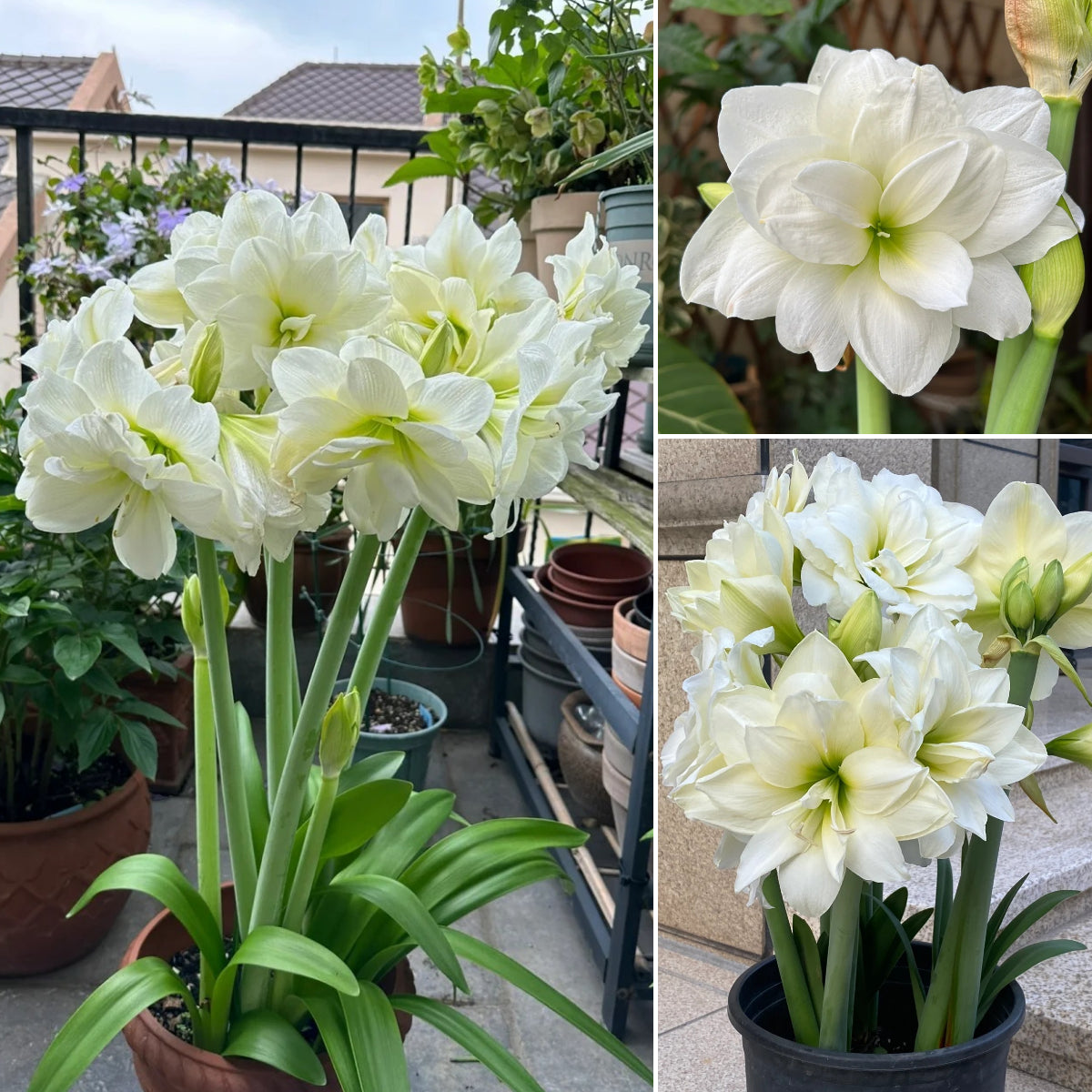 🎉Hot Sale🌷Amaryllis Bulbs