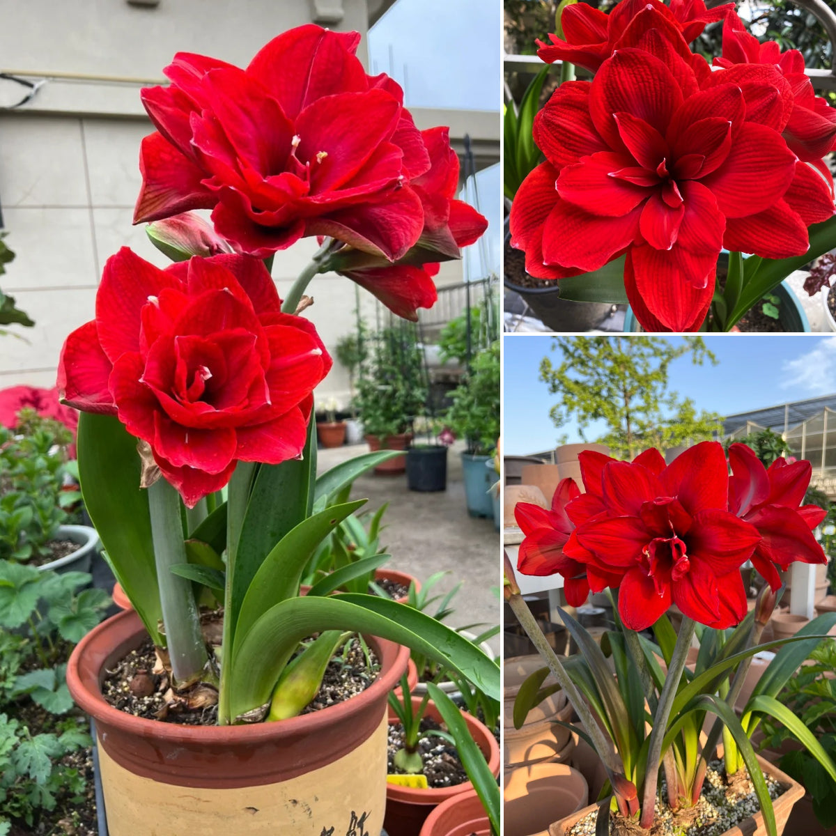 🎉Hot Sale🌷Amaryllis Bulbs