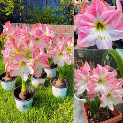 🎉Hot Sale🌷Amaryllis Bulbs