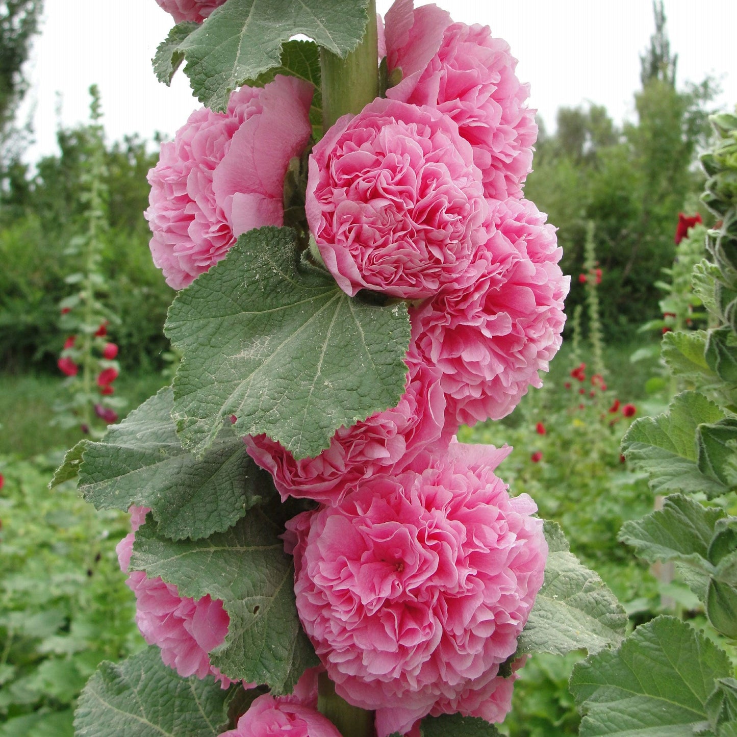 🌸Last Day Sale - 50% OFF💐Double Hollyhock Seeds