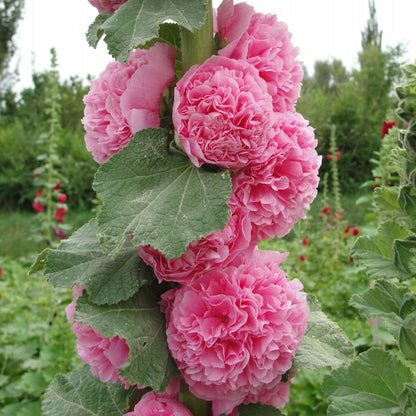 🌸Last Day Sale - 50% OFF💐Double Hollyhock Seeds