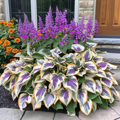 🎁2025 Special Offer🍃Rare Hosta Seeds🌿