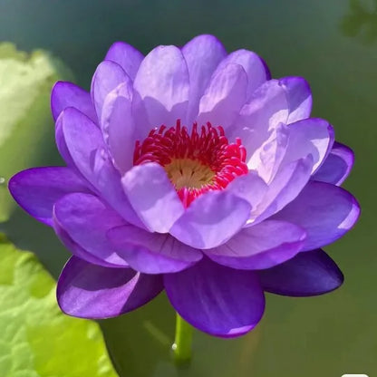 🔥🔥🔥【7 Days Germination】Last Day Sale🌸 - 50% OFF💐The Sacred Bonsai Bowl Lotus Flower Seeds，Brings wealth and happiness