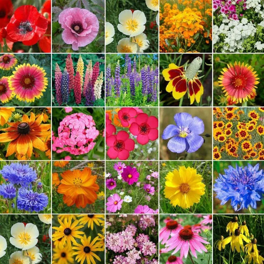 ✨Midwest Wildflower Seed Mix —— Low maintenance👨‍🌾