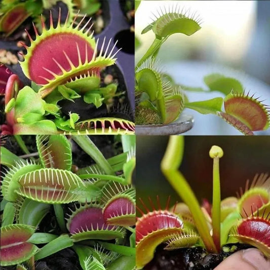 🔥🔥Venus Flytrap Seeds, Plant Seeds, Insectivorous Plant