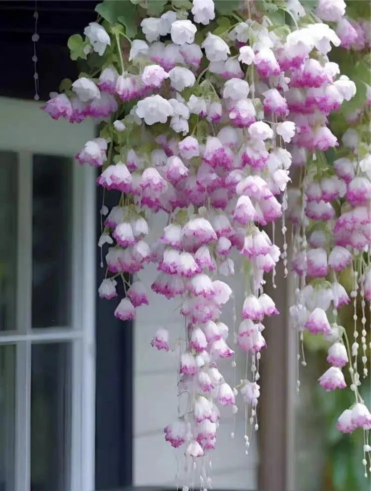 ✨Rare Breed-Draping Silk Begonia Seeds🌷