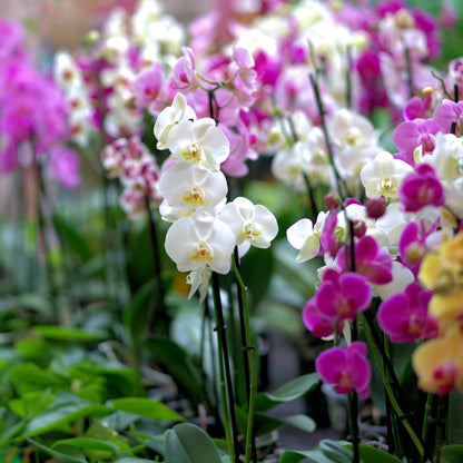 💥53% OFF🩷Vibrant Phalaenopsis Mixed Seeds✨