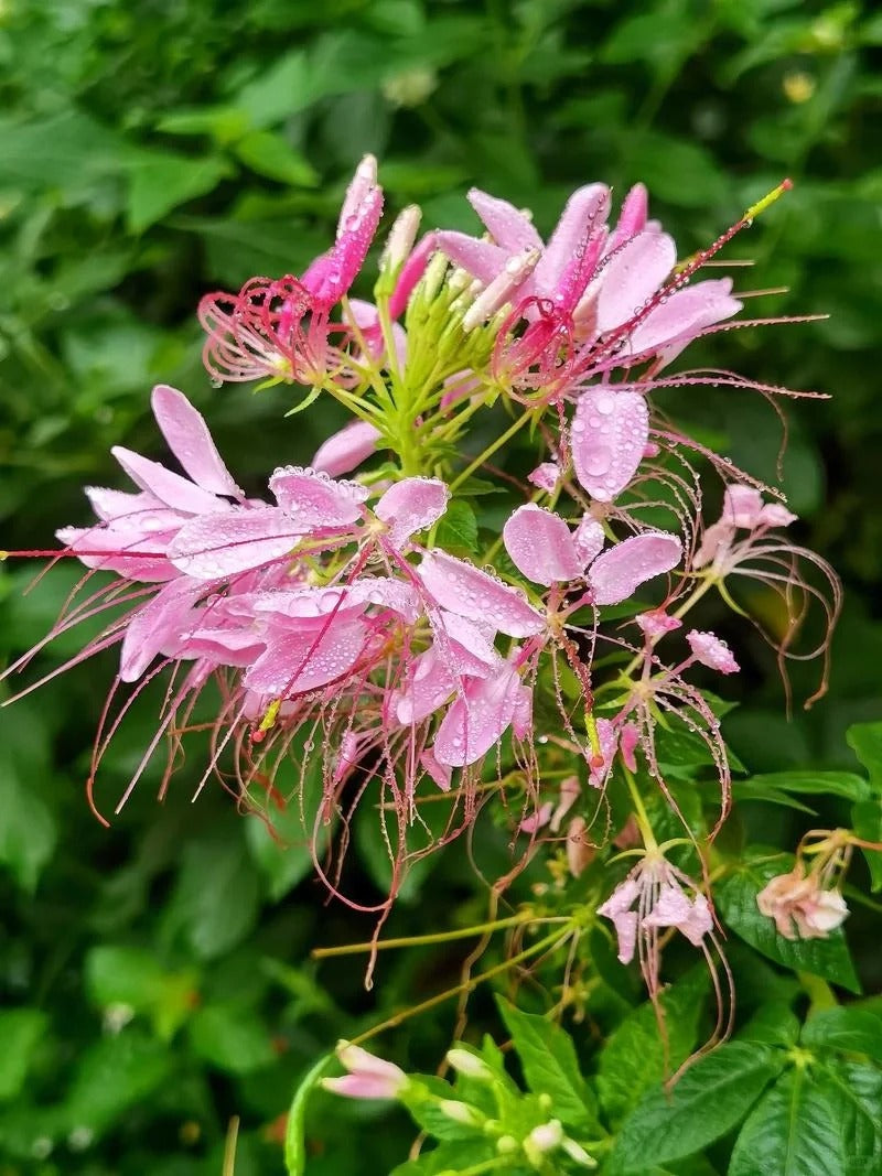 💥50% Off💥Mixed Spider Flower Cleome Seeds🌺