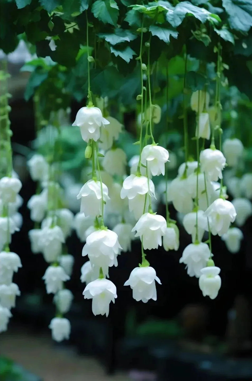 ✨Rare Breed-Draping Silk Begonia Seeds🌷