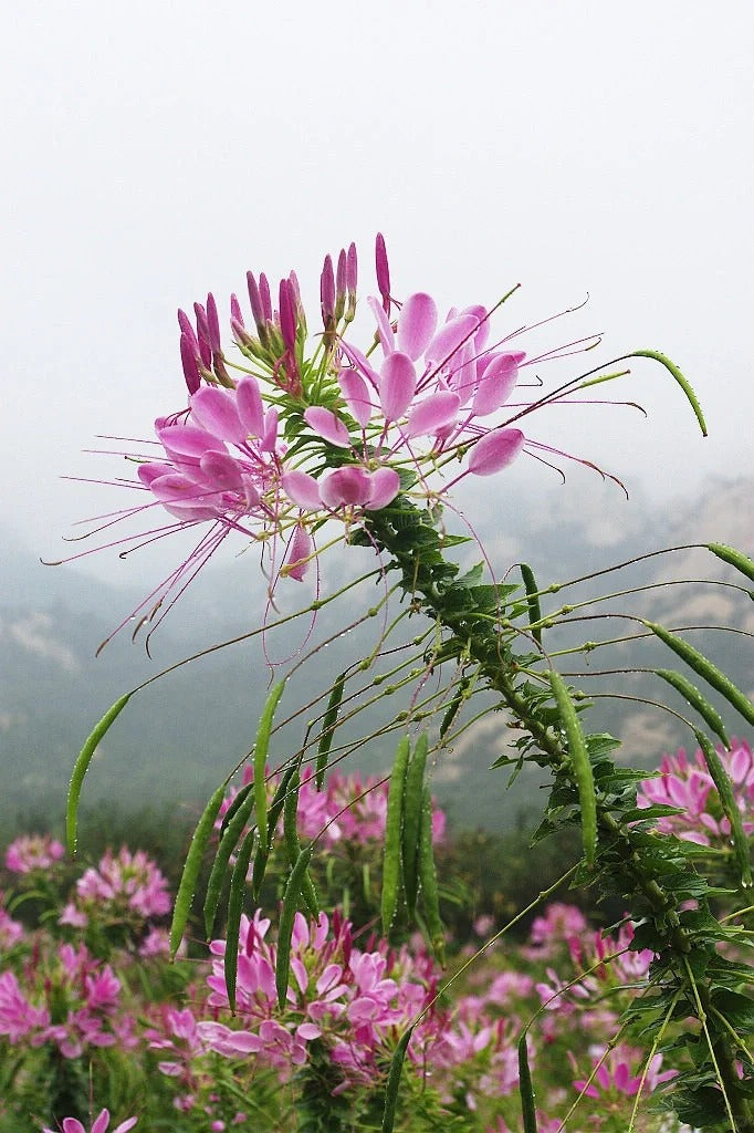 💥50% Off💥Mixed Spider Flower Cleome Seeds🌺