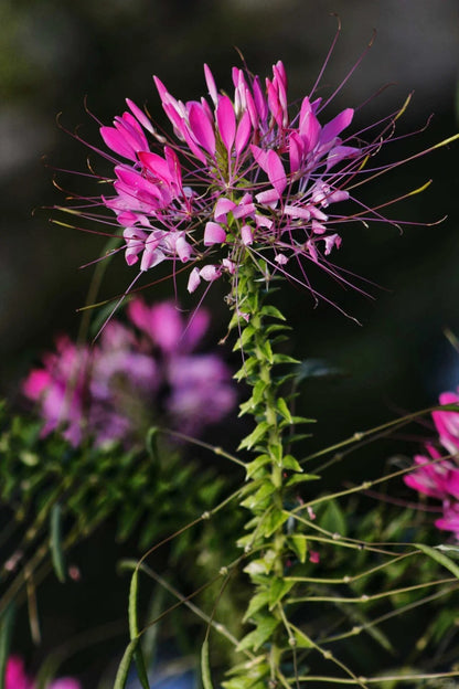 💥50% Off💥Mixed Spider Flower Cleome Seeds🌺