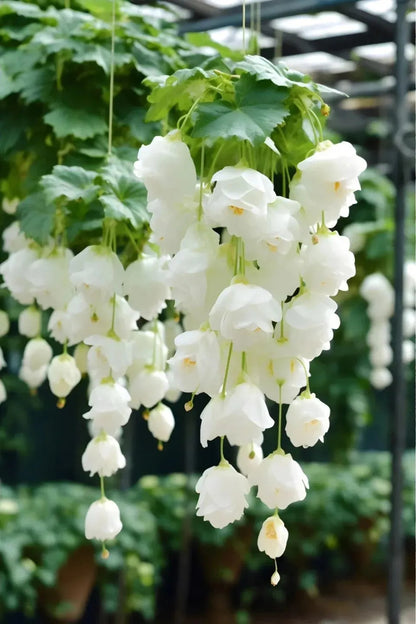 ✨Rare Breed-Draping Silk Begonia Seeds🌷