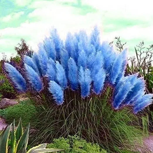 ✨200 Pcs Pampas Grass Magic Garden Seeds🌾