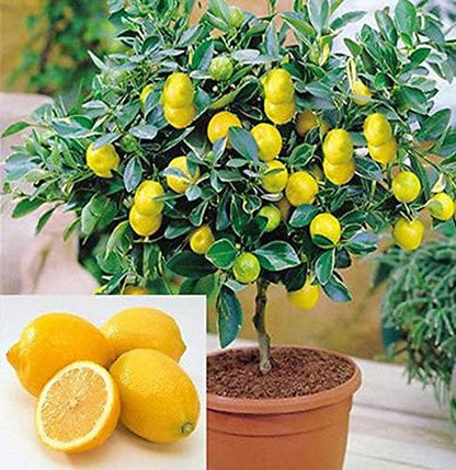 💥53% OFF🩷Mix Lemon Seeds✨