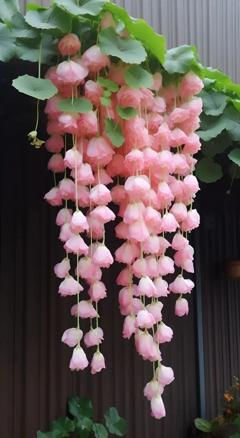 ✨Rare Breed-Draping Silk Begonia Seeds🌷