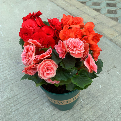 💥53% OFF🩷Mix Begonia Cucullata Seeds✨