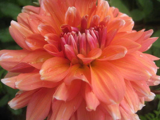 CT Coral Dahlia Tuber