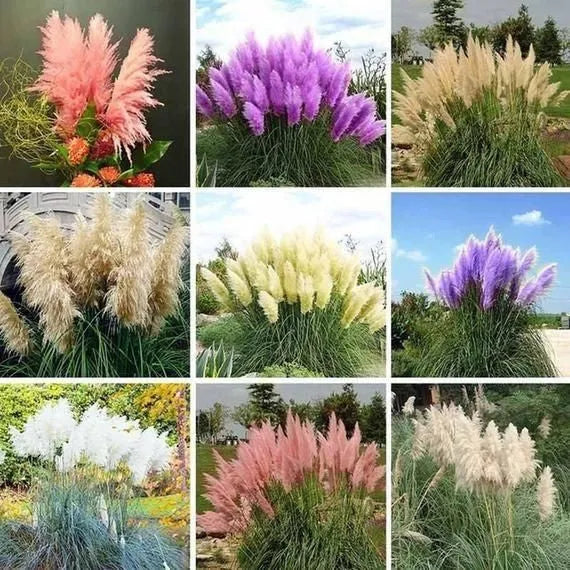 ✨200 Pcs Pampas Grass Magic Garden Seeds🌾