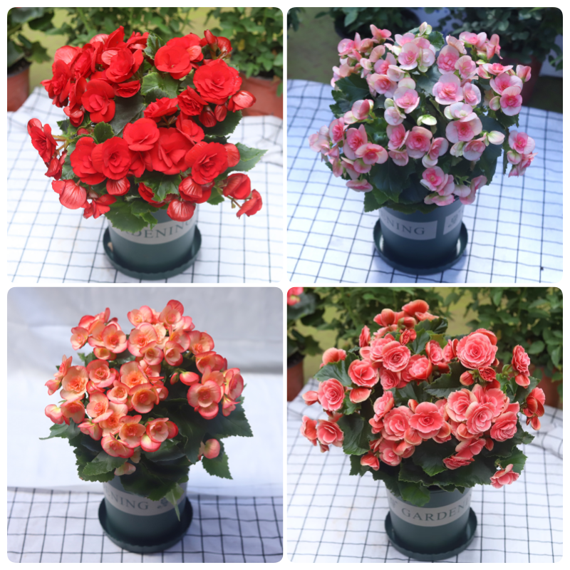 💥53% OFF🩷Mix Begonia Cucullata Seeds✨