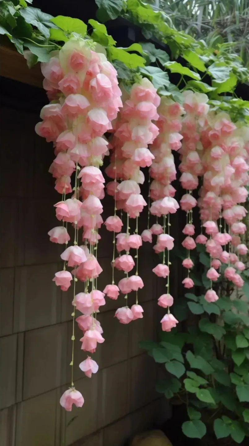 ✨Rare Breed-Draping Silk Begonia Seeds🌷