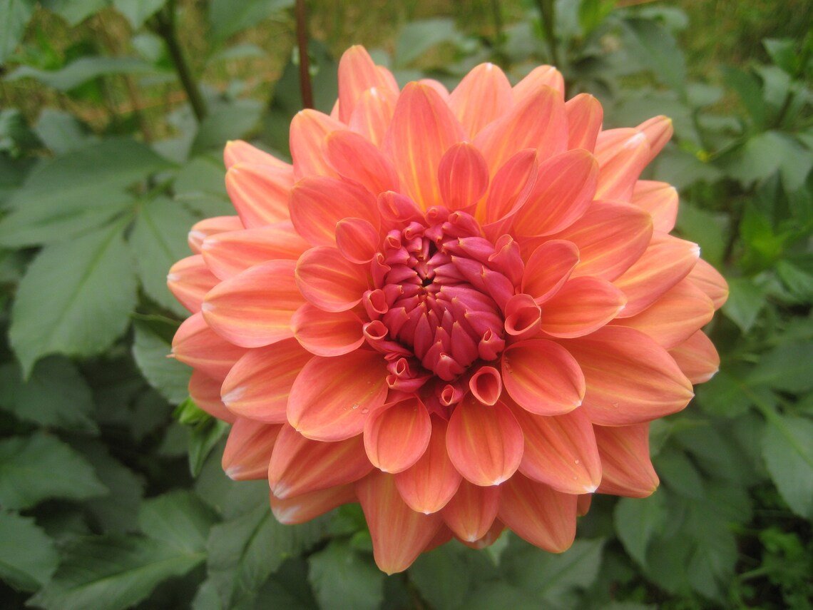 CT Coral Dahlia Tuber