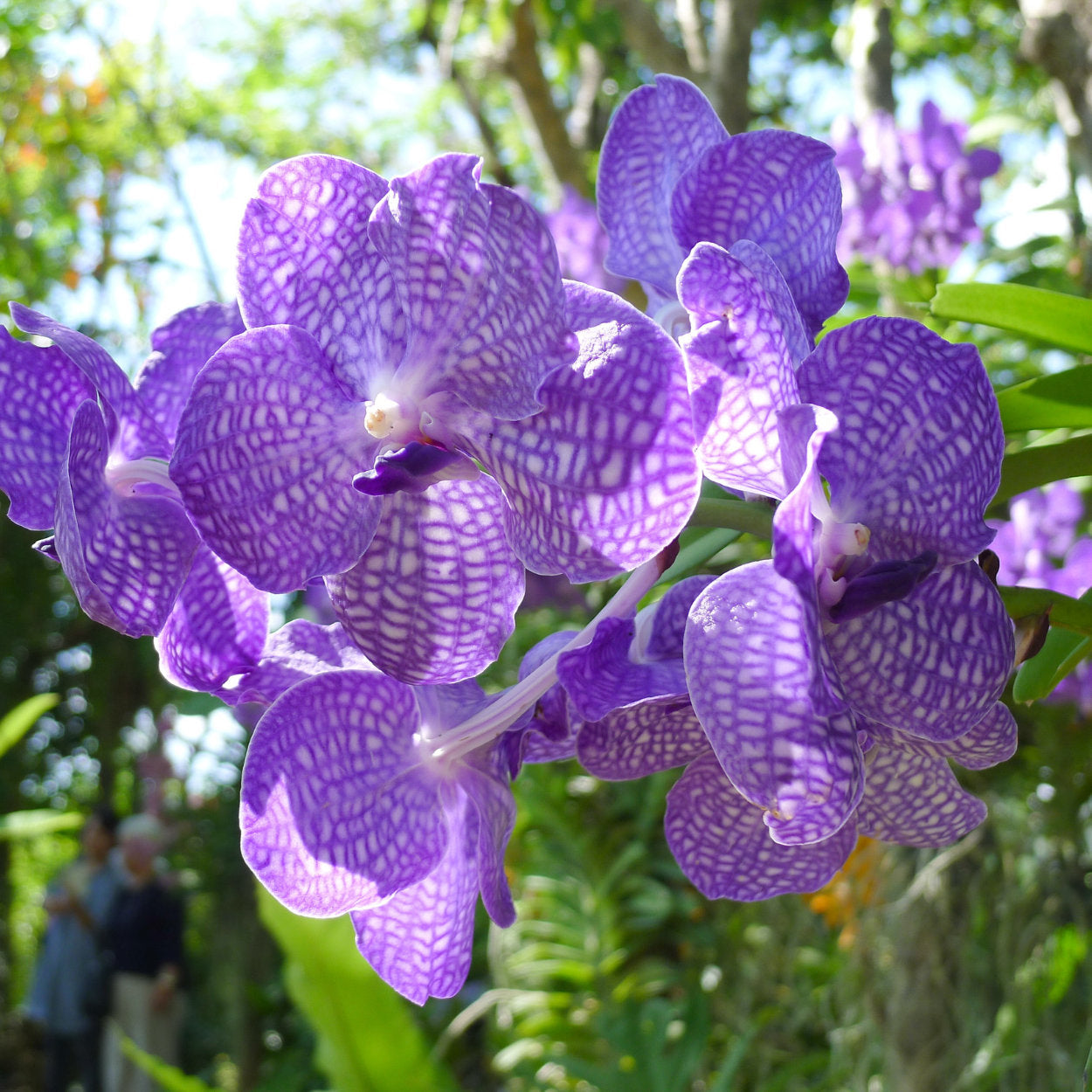 💥53% OFF🩷Vibrant Phalaenopsis Mixed Seeds✨