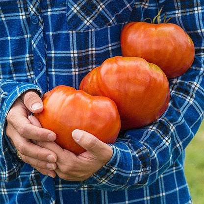 🍅Giant Beef Tomato Seeds-Up-To-2Kg✨New Year Special✨