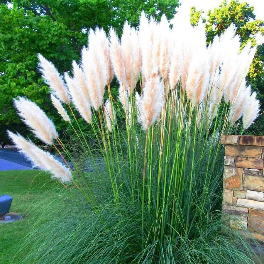 ✨200 Pcs Pampas Grass Magic Garden Seeds🌾